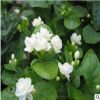 批发茉莉花白色 双色茉莉花芳香植物 四季开花室内阳台绿植盆栽