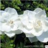 栀子花苗批发室内花卉栀子花盆栽庭院芳香植物栀子花小苗