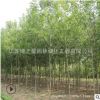 速生白蜡树苗批发工程绿化苗木行道庭荫树白腊小苗规格齐全