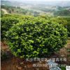 批发茶花球 湖南山茶2-4-5公分高杆茶花树花色大红 绿化苗木