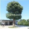 批发香樟树苗 湖南移栽多头香樟 30公分骨架香樟树图片 绿化苗木
