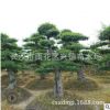 求购造型榆树 湖南15公分造型丛生榆树桩 绿化苗木
