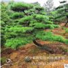 批发黑松 庭院种植造型黑松树 造型奇特 黑松小苗价格