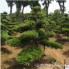 批发罗汉松 湖南造型罗汉松盆景 别墅庭院绿化苗木 根系发达