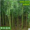 工程绿化竹子苗 刚竹 庭院装饰造景植物四季常青园林绿化刚竹苗