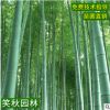 佛肚竹苗批发 室内客厅大型装饰花卉盆栽绿植 四季常青罗汉竹子