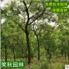 批发乌桕 乌桕树 园林道路工程绿化苗木 根系发达 红叶乌桕树苗
