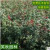 批发红帽月季苗 庭院工程绿化观赏花卉盆栽月季小苗藤本月季花苗