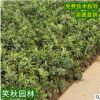 供应精品杜鹃花苗映山红 园林观赏花卉盆栽绿化工程扦插毛娟小苗