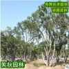供应丛生大叶女贞 园林行道绿化风景树 道路工程苗木大叶女贞树苗