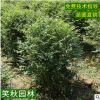 小叶女贞球批发 护坡绿化园林植物 常绿灌木道路美化盆栽女贞球