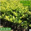 苗圃供应金森女贞 园林色块绿篱植物 护坡工程绿化金森女贞小苗