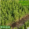 供应小叶黄杨苗 工程绿化色块绿篱植物四季常青可扦插瓜子黄杨苗