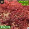 日本红枫树苗批发园林行道植物 中国红枫树 红枫盆景日本红枫小苗