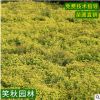 金山绣线菊苗批发 公园地被花丛植物工程绿化苗木盆栽绣线菊小苗