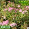 金焰绣线菊 公园观赏花卉植物 道路绿化工程苗木金艳绣线菊批发