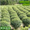 小叶女贞球批发 道路护坡绿化常绿灌木园林植物美化盆栽女贞球
