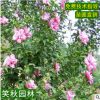 重瓣木槿苗 木槿花苗基地批发 工程绿化苗木公园花坛盆栽小苗
