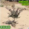 红花檵木苗批发 彩叶绿化苗木小区篱笆墙绿篱植物盆栽工程小苗