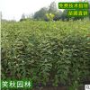 批发红瑞木树苗 行道美化风景植物工程绿化苗木 盆栽丛生红马球