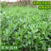 优质海桐苗批发 公园道路工程绿化小苗四季常青丛生灌木芳香植物