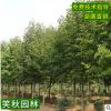 直销紫玉兰 园林占地绿化苗木 庭院观赏花卉植物盆栽红玉兰小苗