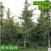供应村树苗 园林占地观叶植物 南北方种植行道树 嫁接白果树苗