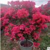 基地批发三角梅盆栽红花三角梅庭院观花盆景漳州产地直销现货供应