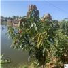 基地批发芒果树及芒果树苗各种规格大量供应优质地苗芒果树绿化