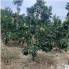 原产地平和批发三红柚子树柚子苗庭院绿化正宗平和产地供应蜜柚树