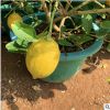 基地批发柠檬果树盆栽2-8年香水柠檬树盆栽阳台庭院种植当年结果