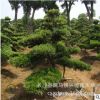 批发8cm桂花树 移栽大桂花 金桂花苗 长沙桂花树 树形优美