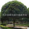 湖南求购【丛生丹桂树 丹桂球】红桂，树形好，冠幅紧凑
