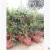 长期供应批发 火棘系列 园林植物灌木 质量优异 价格实惠