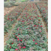 批发月季 湖南月季花小苗园林植物 花色红艳 月季价格