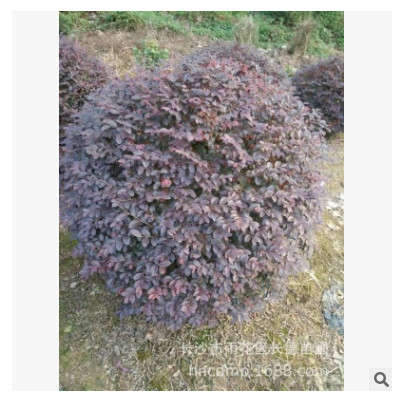 红继木球基地直销 海桐球 瓜子球 大叶黄杨球 各种品种 规格