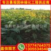 翅荚决明价格 翅荚决明报价 翅荚决明批发 漳州基地直销 规格齐全