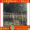 黄槿基地直销 黄槿景观树 黄槿树价格 承接绿化工程订单