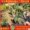 红背桂容器苗 庭院园林景观 红背桂小苗 品种齐全