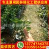 福建胡椒木种植基地 胡椒木价格 胡椒木批发