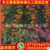 福建炮仗花价格 炮仗花产地直销 炮仗花盆景 园林小区绿化供应