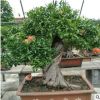 石榴树出售10-30公分庭院大树果树批发当年结果树桩工程园林绿化