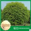 【桂花球】 批发苗木 桂花球柱 地笼桂花 规格齐全