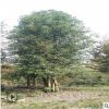 【丛生香樟】 批发苗木 丛生香樟 大树 树苗 规格8-20cm