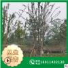 【丛生银杏】 批发苗木 丛生银杏大树 3丛 4丛 5丛等