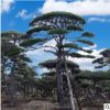 造型油松基地长期供应园林庭院绿化景观树四季常绿15公分造型油松