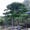迎客松基地供应造型美观别墅庭院装饰泰山迎客松 基地培育迎客松