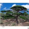 造型松树山东基地供应树干挺拔俊美造型多样常绿树长期供应造型松