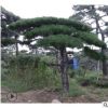 泰山景松 规格多样 外形美观搭配景观石园林绿化种植易管理景松树