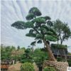【造型榆树】基地批发 造型榆树 大树 苗木 庭院造型盆景异形树
